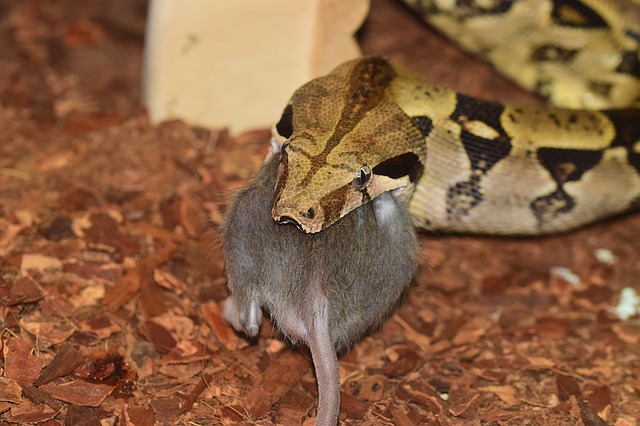 Může se had kousnout do jazyku a zemřít? Jak funguje hadí jed?